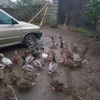 اردکهای پروازی کله سبزترین بالا|حیوانات مزرعه|رودبنه, |دیوار