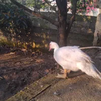 فروش کلی اردک|حیوانات مزرعه|رضوانشهر, |دیوار