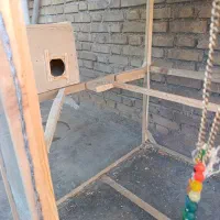 قفس|لوازم جانبی حیوانات|هفتگل, |دیوار