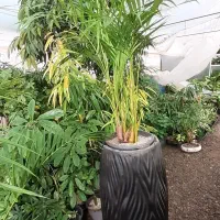 کار آموز کشاورزی ساکن ورجان برای گیاهان آپارتمانی