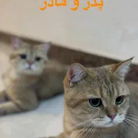 بچه گربه|گربه|تهران, جمهوری|دیوار