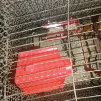 فنچ و کبوتر  باغی|پرنده|زاهدان, |دیوار