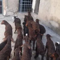 گوسفند و بره|حیوانات مزرعه|مریوان, |دیوار