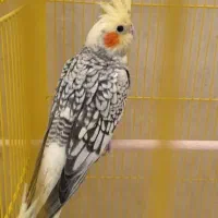 سه عدد جوجه عروس هلندی