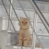 گربه پرشین گارفیلد تازه مو هاش زده شده معاوضه ps4