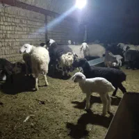 میش زاییده|حیوانات مزرعه|جلگه ماژان, |دیوار