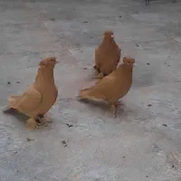 کبوتر  زینتی