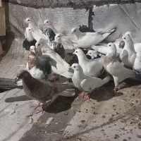 جوجه طوقی و تکدم