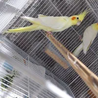 عروس هلندی مولد