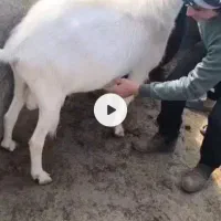 چند راس میش و بره فروشی