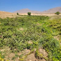 فروش زمین باغ انگوری ۱۳۰۰ متری با لوکیشن عالی