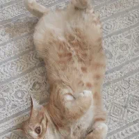 واگزاری *رایگان گربه*|گربه|قم, زنبیل آباد|دیوار