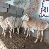 میش چینی زاییده دوباره آبستن