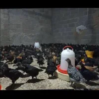 جوجه محلی پاسیاه قیمت 85هزار تومان|حیوانات مزرعه|زرین دشت (فارس), |دیوار