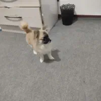 واگذاری سگ پامر|سگ|کرمان, |دیوار