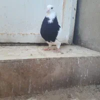 کبوتر طوقی شهر جم|پرنده|جم, |دیوار