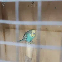 عروس هلندی ،کوتوله ،مرغ عشق،قفس بزرگ|پرنده|مشهد, تربیت (صدف)|دیوار