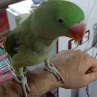 شاه طوطی