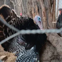 بوقلمون نر|حیوانات مزرعه|گنبد کاووس, |دیوار