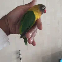 طوطی برزیلی نر   رنگ خاص