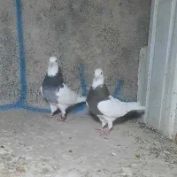 یه جفت طوقی|پرنده|گلستان (تهران), |دیوار