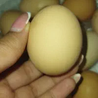 تخم مرغ محلی