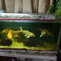 اکواریوم ماهی|ماهی|فولادشهر, A3|دیوار