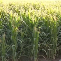 فروش ذرت علوفه