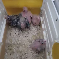 جوجه عروس هلندی سریلاک ارزان|پرنده|اشنویه, |دیوار