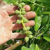 نهال بادام گردو اصلاح شده پیوندیی دیرگل خوشه ای|خدمات باغبانی و درختکاری|قزوین, |دیوار
