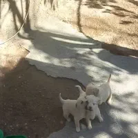 توله پاکوتاه|سگ|مشهد, توس (بلوار توس)|دیوار