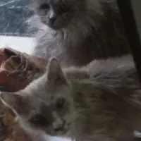 گربه نروماده