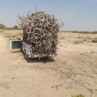 چوب پسته