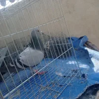 پلاکی ماده|پرنده|آبدانان, |دیوار