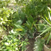 گل و‌گیاه|گل و گیاه طبیعی|چالوس, |دیوار