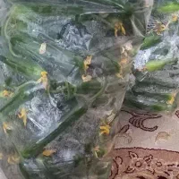 خیارگلخانه