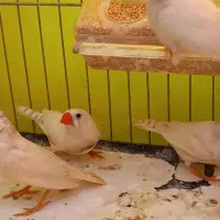 فنچ زبرا ۱۲۰ تومن|پرنده|تهران, فردوس|دیوار