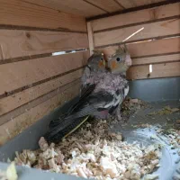 فروش عروس هلندی و..|پرنده|کازرون, |دیوار