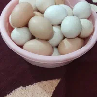 فروش تخم مرغ محلی تازه