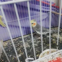 پرنده