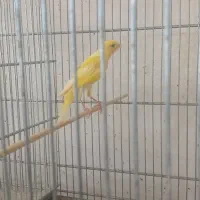 قناری یسر نر