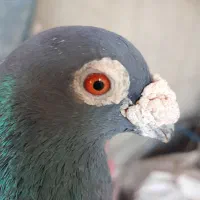 نرمگس‌|پرنده|هامون, |دیوار