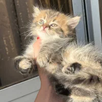 برتیش تبی گلد بلک