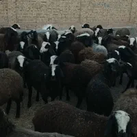 نژاد برتر دنیاه شال|حیوانات مزرعه|مشهد, رضاشهر|دیوار