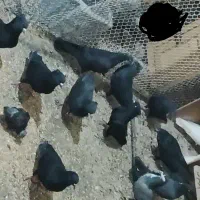 دومگیر قلاغ