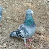 5 جفت کبوتر مسافتی
