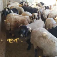 بره چاق|حیوانات مزرعه|شیراز, شهرک ایثار|دیوار