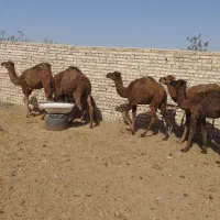 6‌نفر‌‌کره‌شتر‌عالی‌برای‌پروار‌کردن‌3نفر‌نر‌3نفر‌|حیوانات مزرعه|جوادآباد, |دیوار