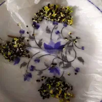 بزر کلزا نوع هیولا 50