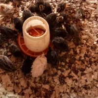 بلدرچین ۱۰روزه وبالغ|حیوانات مزرعه|رودسر, |دیوار